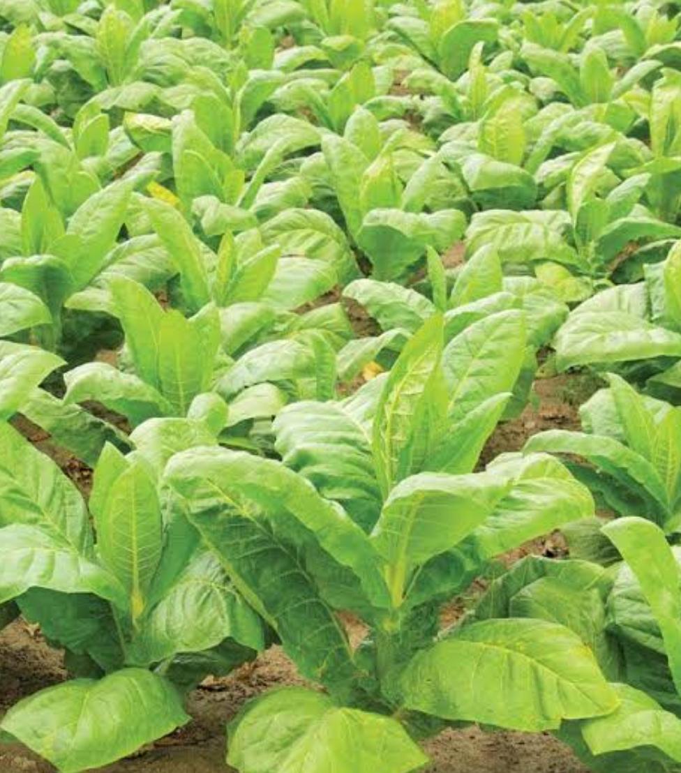 Tobacco Formers and Growers facing Problems